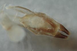   M. impluviatus nbsp;genitalia distal
